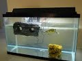 New turtle tank