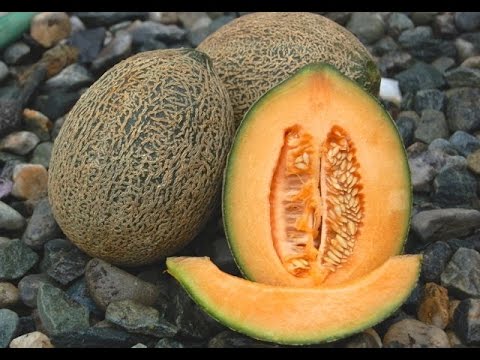 how to grow melons