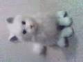 videos de Blofelds Cat