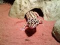 Tango-Face-Off
