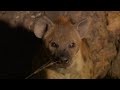 Hyaena calls cubs