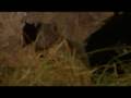 Hyaena calls cubs
