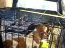 Shelter pull Kingstree SC 8/07 Shelter pull Kingstree SC 8/07