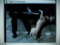 videos de Pit bull owner sentenced to 275 days in jail
