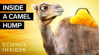 What’s Inside A Camel Hump?