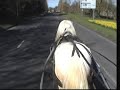Skewbald stallion (Danny\ Skewbald stallion (Danny\