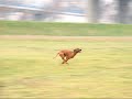 Pheasant coursing