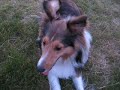 My Lovely & Fun Sheltie :-) My Lovely & Fun Sheltie :-)