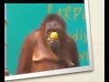 OrangUtan funny show OrangUtan funny show