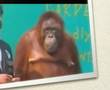 OrangUtan funny show