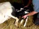A Miniature Horse Is Born