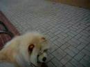 jerry at the swimming pool