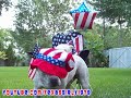 Happy 4th of July! Pit Bull Sharky and his Chicks! Happy 4th of July! Pit Bull Sharky and his Chicks!