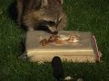 a Raccoon Finds Food in the Feeder Project! [BbFP]