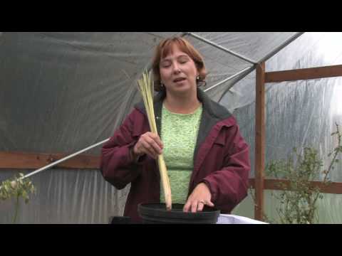 how to replant lemongrass