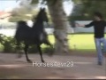 Horses - Distrbia (Request)