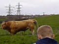 bull shitting