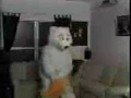Subservient Beary White - Part 1 Subservient Beary White - Part 1