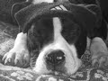 American Staffordshire