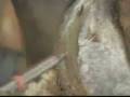 videos de HOOF LAMENESS 1ON 1 PREPARATION OF THE HOOF FOR A POULTICE PACK.wmv