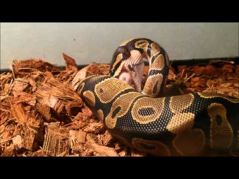 how to care for a royal python