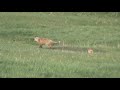Click here to watch this video Squatters at Desert Wind Arabians