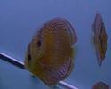 Discus 15th march 2008 dvd format