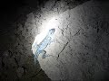 A Cold Lizard at my Opal Mine in Koroit A Cold Lizard at my Opal Mine in Koroit