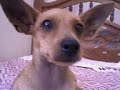 Pinscher Lutor