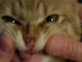 Video 33