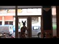 Marco conejita playboy barra americana Marco conejita playboy barra americana