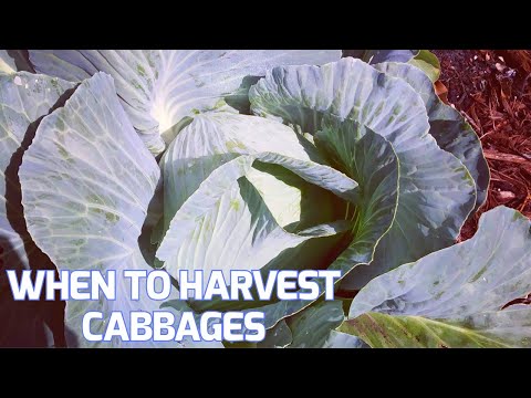 video-linktoworks-When To Harvest Cabbages