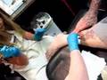 Deaven 10 years old tattooing