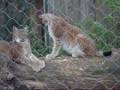 Film Luchs Hellabrunn