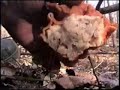 Gyromitra Korfii ( The Bullnose Mushroom ) Gyromitra Korfii ( The Bullnose Mushroom )