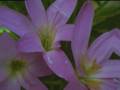 videos de The Magical Idyllic Garden