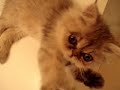 Cateriam動画　その１