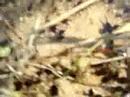 Frogs WILL take over the world in the near future!