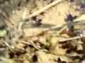 Frogs WILL take over the world in the near future!
