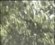 Gonici-Rapca(Dragas)