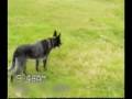 World's most obedient dog