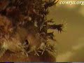 Meet Cypraea leviathan...