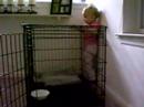 Brielle & Doodle