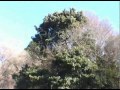 「いやしの観光」篇