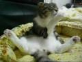 My lovely BaoBao is cleaning his body