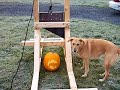 a pumpkin is destroyed by a 10 foot guillotine with a 65lb, 19 inch wide blade designed just for that purpose. this is video #12 of about 15 pumpkins to be destroyed before halloween 2006 in the glassgiant.com pumpkin masher contest. submit your own design to have us smash it and someone will win $100 worth of candy! (more)