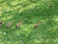Late arrival ducklings 2008