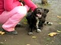 mi perro tiene la oreja rota