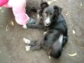 mi perro tiene la oreja rota