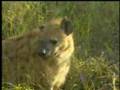 Djuma Big 5 Game Drive 7-9-07 